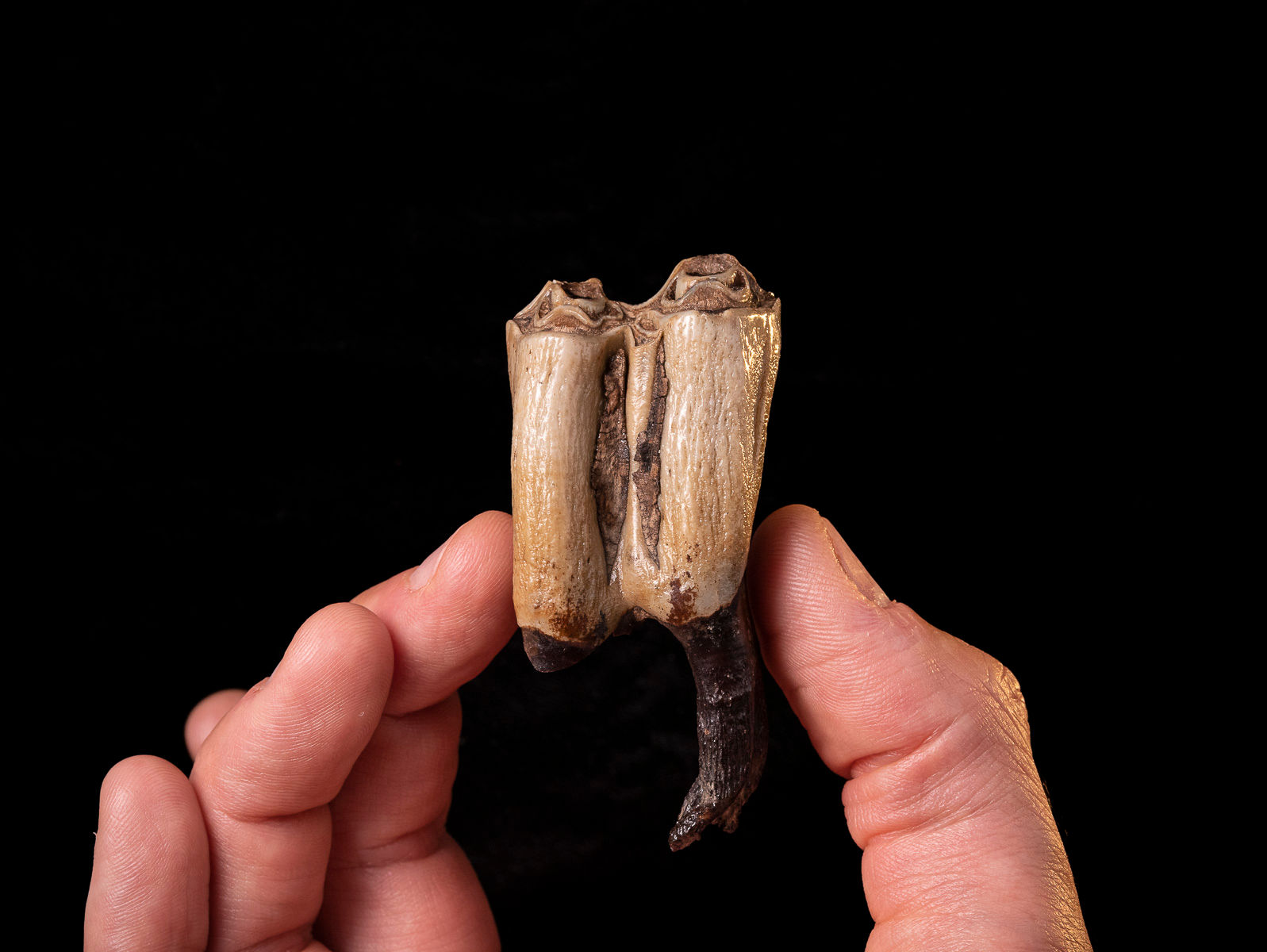 Molar fósil mamífero Bison priscus (Pleistoceno)