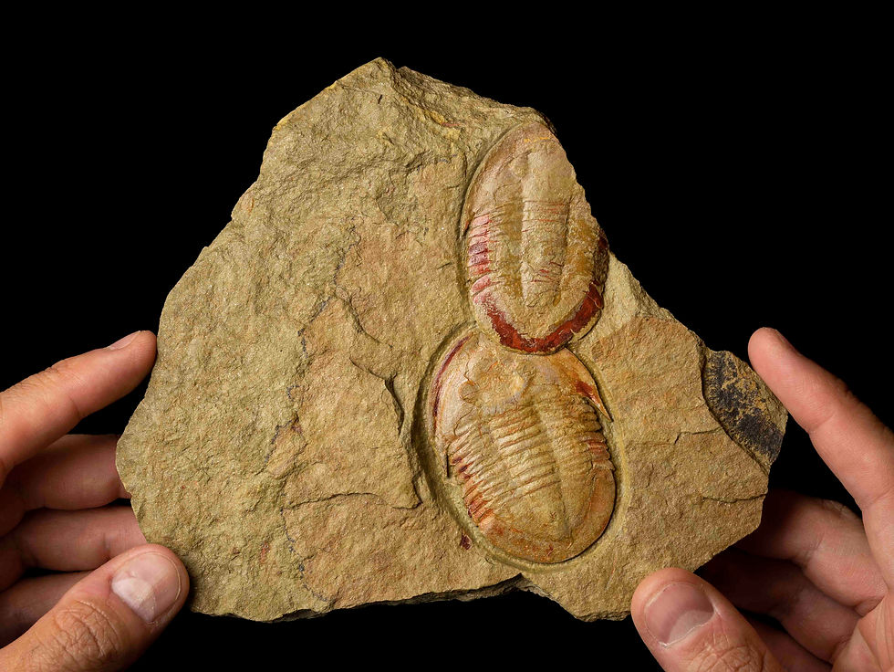 Thumbnail: Asaphellus fezouatensis