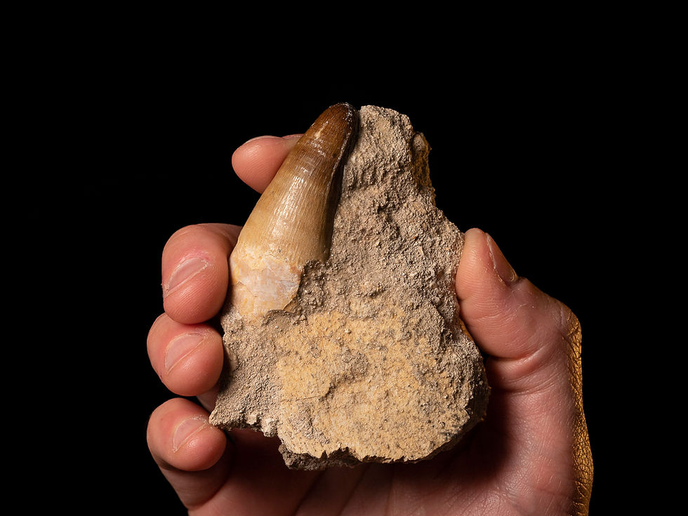 Thumbnail: Diente de cocodrilo fósil del cretácico