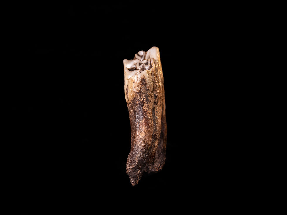 Miniatura: Molar fósil mamífero Bison priscus (Pleistoceno) | Toptrilos
