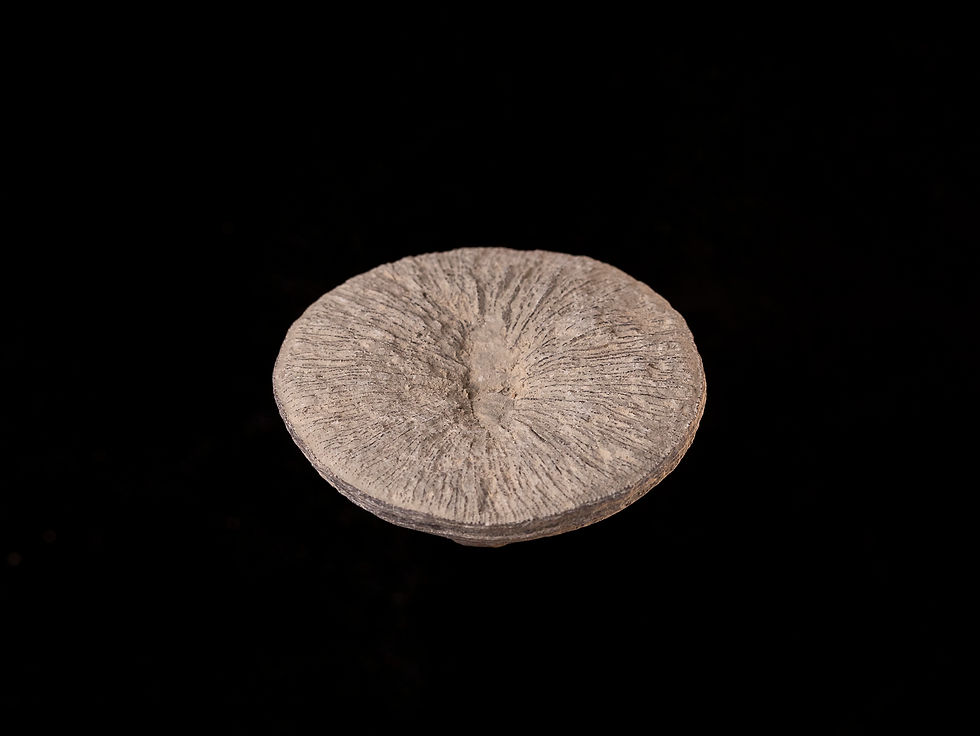 Miniatura: Coral fósil del Cretácico superior Cyclolites ellipticus | Toptrilos