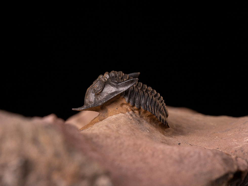 Miniatura: Trilobite del devónico Minicryphaeus minimus