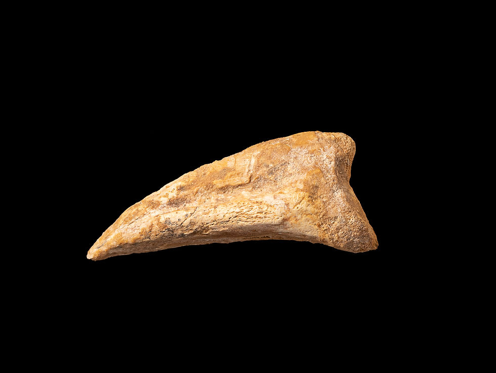 Thumbnail: fotografía vita de auténtica y  impresionante garra de dinosaurio carnívoro kem-kem Africa sobre un fondo negro