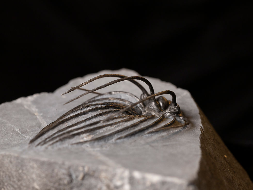 Thumbnail: Fotografía vista lateral trasera trilobite Devónico Heliopeltis johnsoni