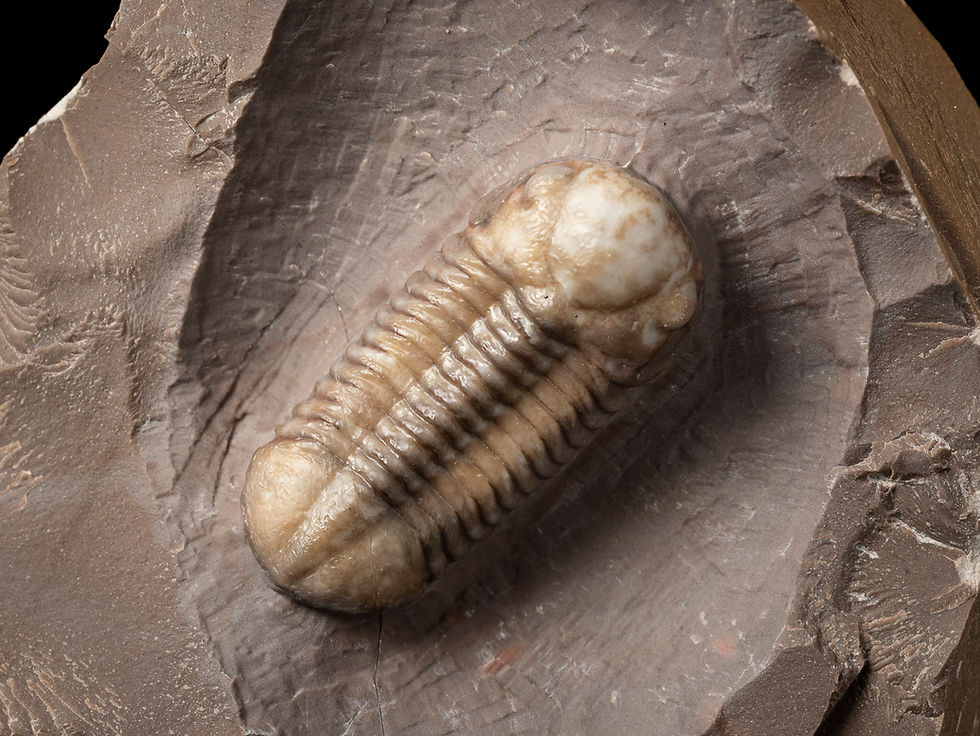Thumbnail: Trilobites del Devónico medio Struveaspis bignoni procedentes de Jorf