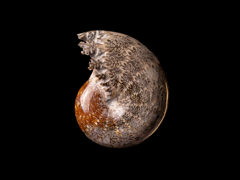 Miniatura: Ammonite del cretácico Phylloceras sp. procedente de Madagascar