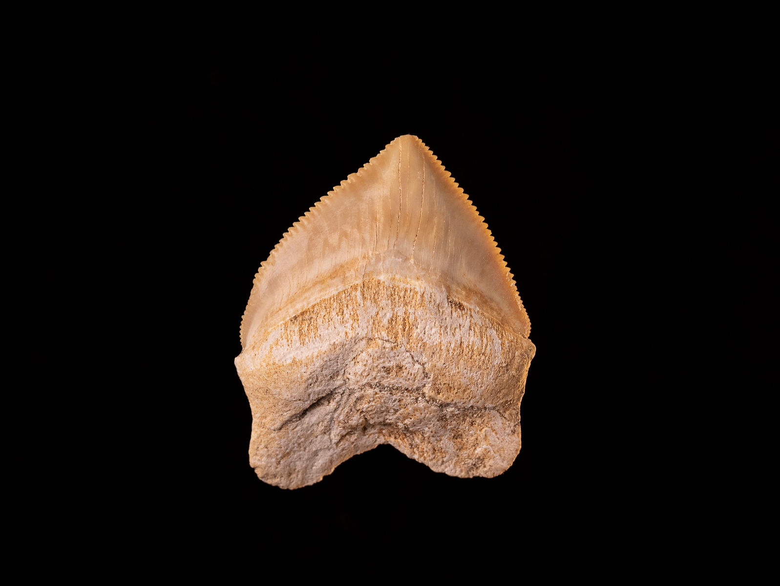 Diente de tiburón del Cretácico superior Squalicorax pristodontus | Toptrilos