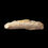 Thumbnail: Chrysocetus fouadassii (Basilosaurid)
