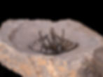 Thumbnail: Impresionante trilobite del devónico inferior Heliopeltis johnsoni
