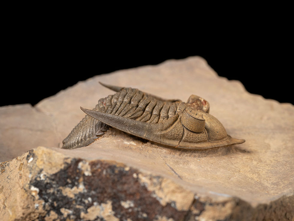 Thumbnail: Trilobite del devónico inferior Zlichovaspis spinifera procedente de la cantera de Lghaft