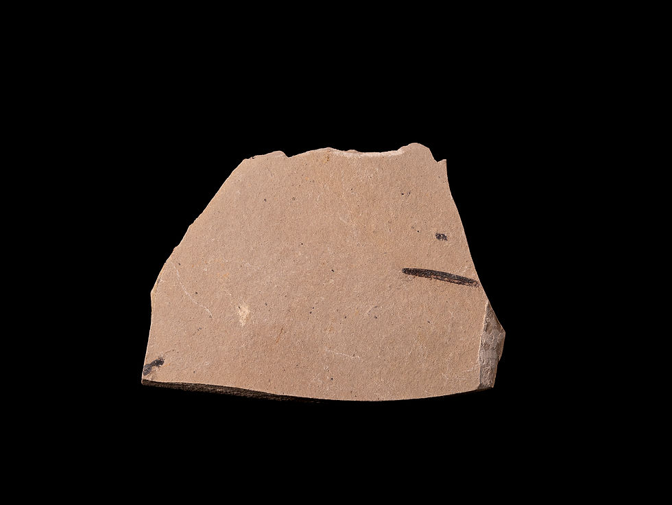 Thumbnail: Metasequoia sp. del Eoceno procedente de Canadá