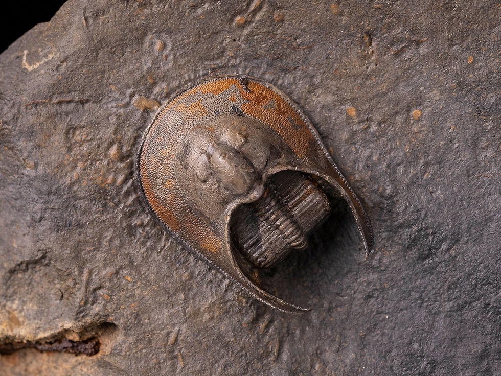 Trilobite del devónico medio Harpetido undescribed