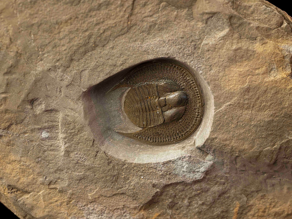 Thumbnail: Declivolithus titan
