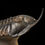 Thumbnail: Trilobite del Devónico Inferior Morocconites malladoides