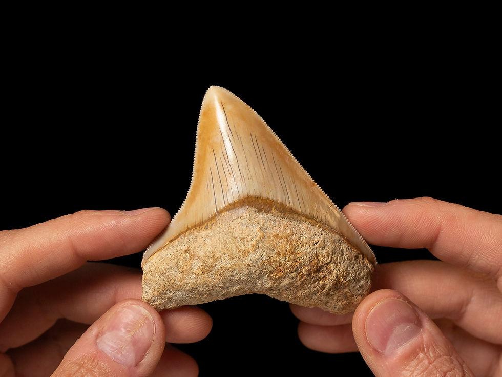 Fotografía diente tiburón megalodon sostenido entre unas manos