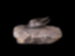 Thumbnail: Trilobite del devónico medio Harpes boudibensis n. sp.