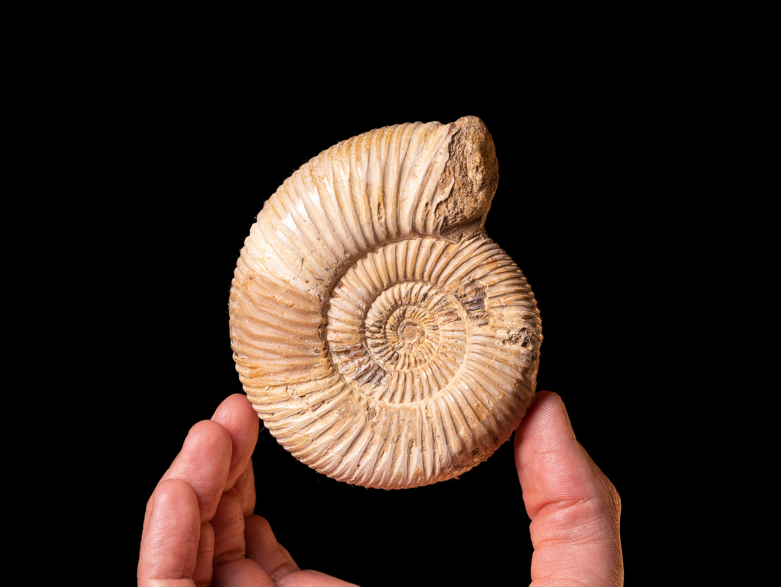 Ammonite fósil Perisphinctes virguloides Jurásico superior (Madagascar)