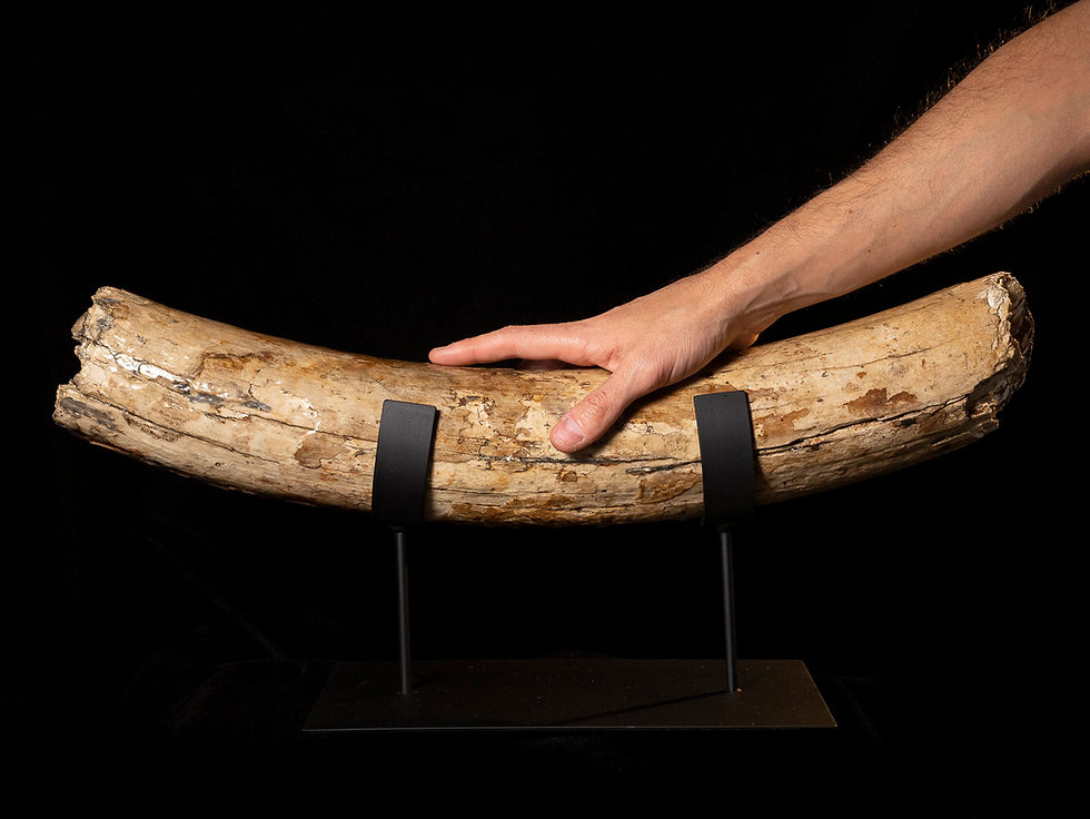 Mammuthus primigenius