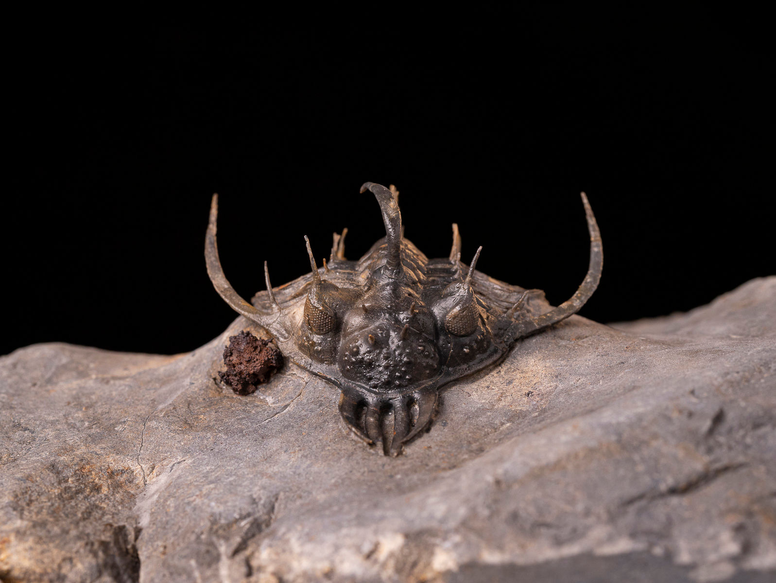 Trilobite del devónico inferior de la valorada especie Quadrops flexuosus