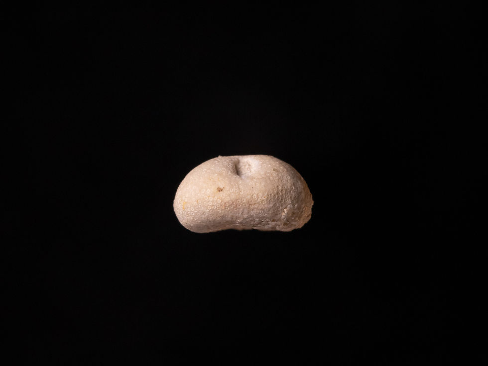 Miniatura: Erizo de mar fósil del Cretácico superior Nucleopygus minor, procedente de Sarthe (Francia)