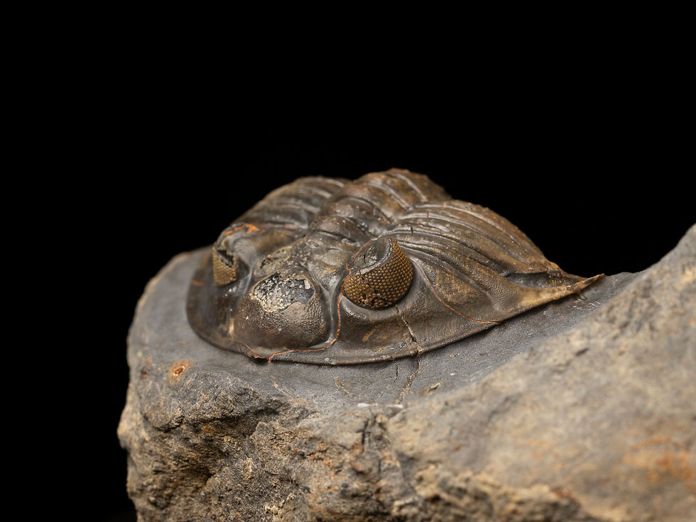 Fotografía Trilobite Devónico alta calidad exclusivo Treveropyge maura