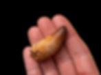 Fotografía vista general auténtico diente cocodrilo Elosuchus chirifiensis calidad colección museo sobre una mano