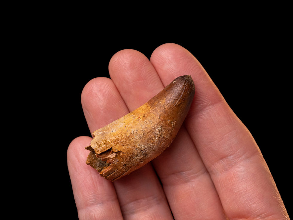 Thumbnail: Fotografía vista general auténtico diente cocodrilo Elosuchus chirifiensis calidad colección museo sobre una mano