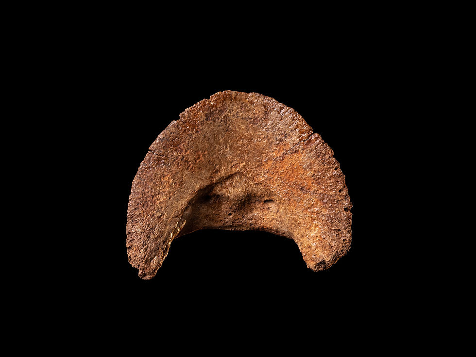 Miniatura: Casco fosilizado de equino Equus ferus del Pleistoceno superior
