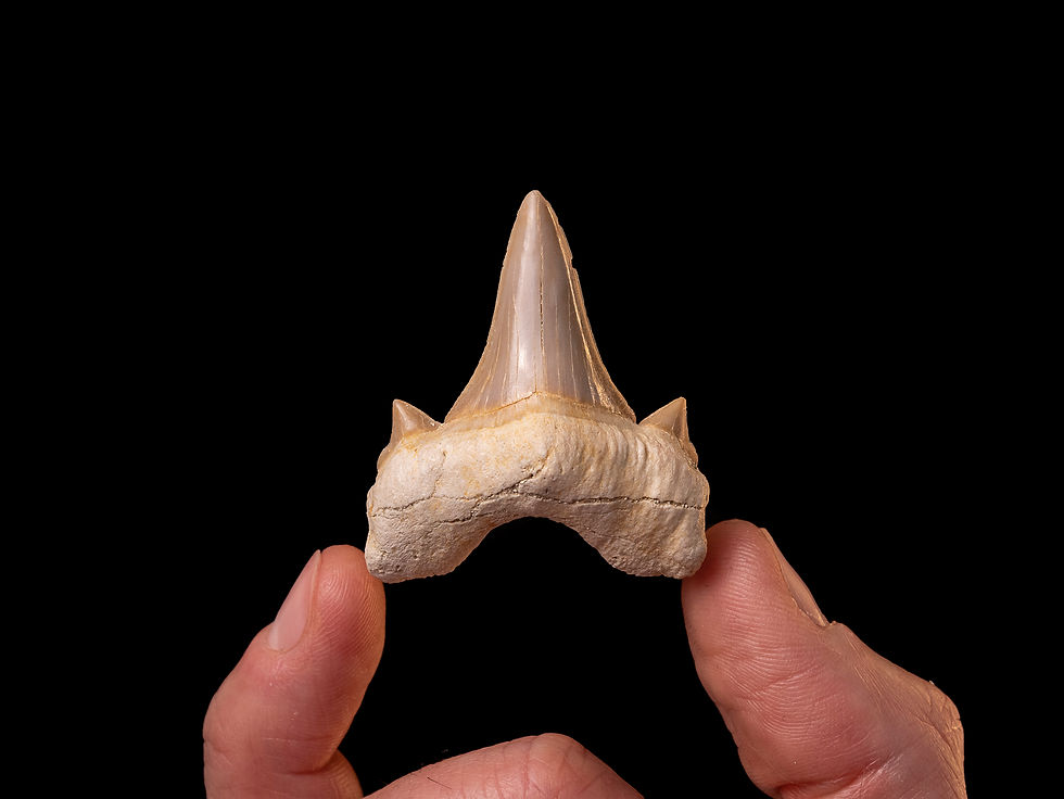 Fotografía alta calidad diente de tiburón prehistórico Otodus obliquus  Toptrilos  sobre una mano