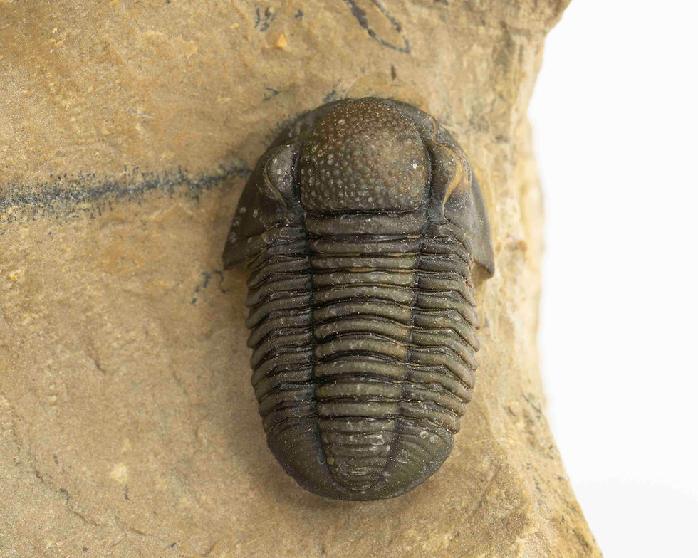 Miniatura: Gerastos tuberculatus marocensis
