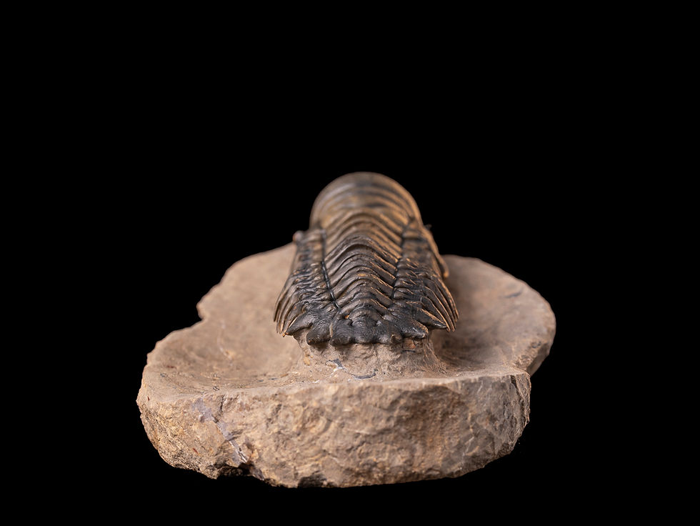 Thumbnail: Trilobite del devónico inferior Crotalocephalus gibbus