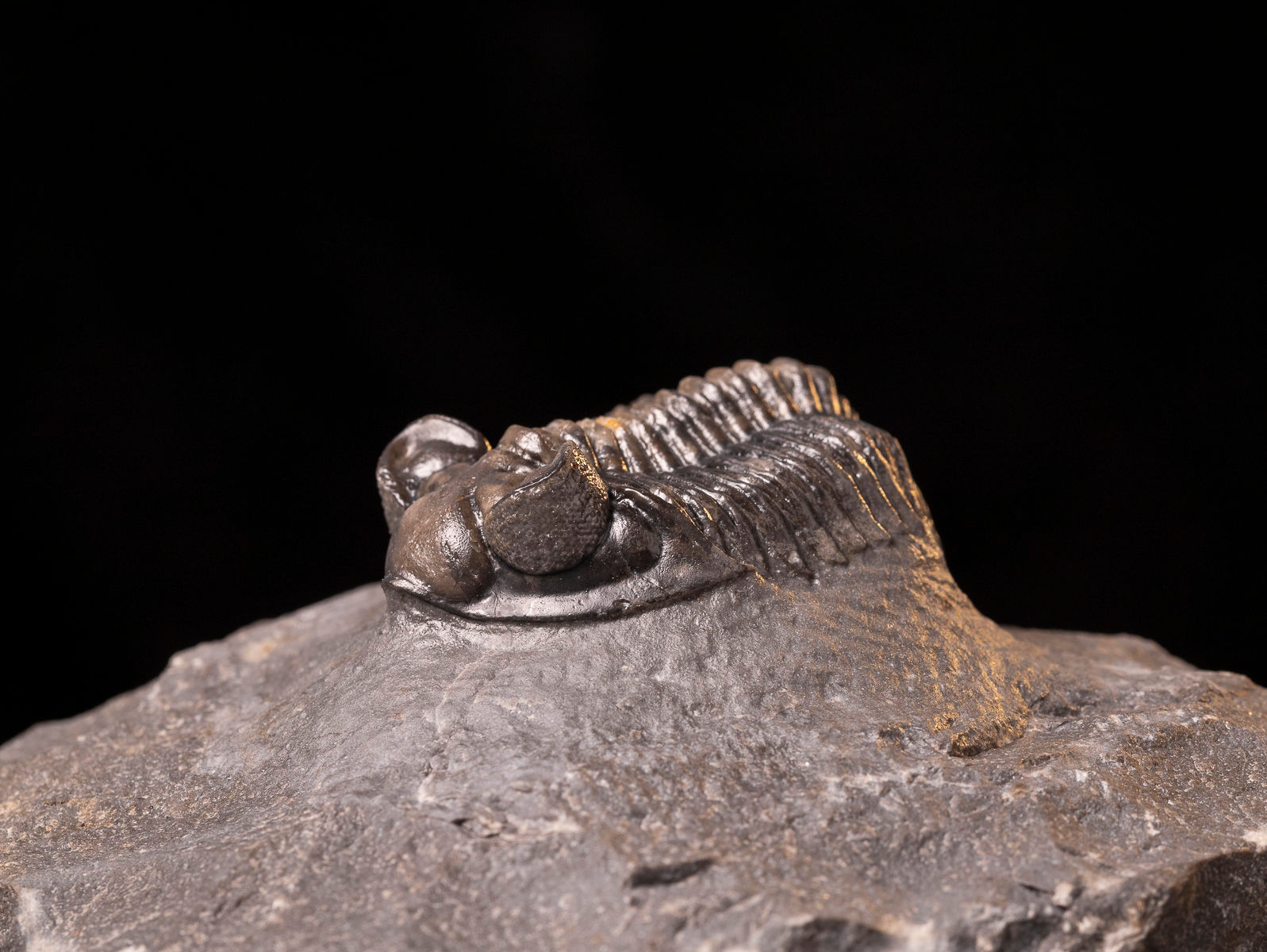 Trilobite del Devónico inferior Coltraneia cf. oufatenensis