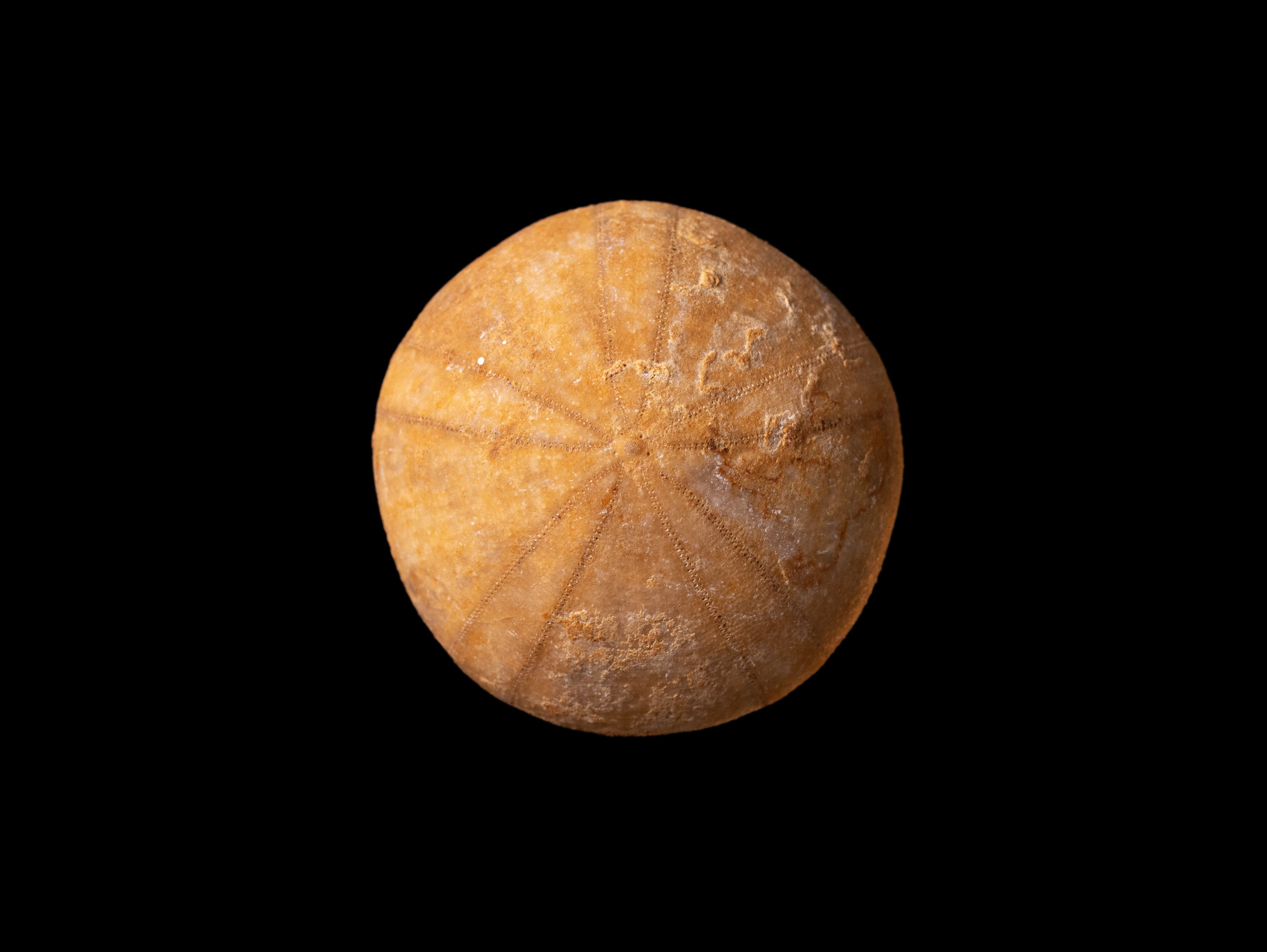 Erizo de mar fósil del Jurásico medio Holectypus depressus, procedente de Sarthe (Francia)