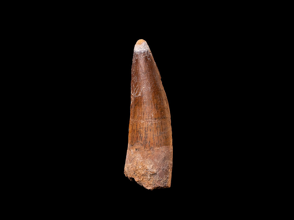 Thumbnail: Fotografía vista frontal auténtico diente dinosaurio carnívoro Spinosaurus aegyptiacus calidad museo