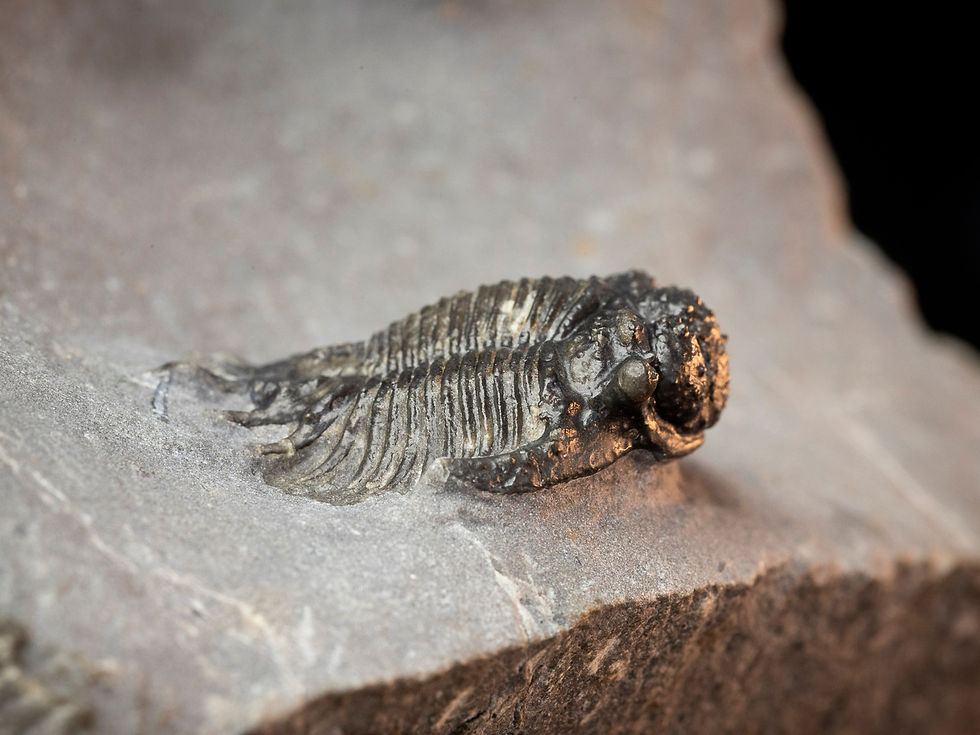 Thumbnail: Triple Acanthopyge (Lobopyge) bassei