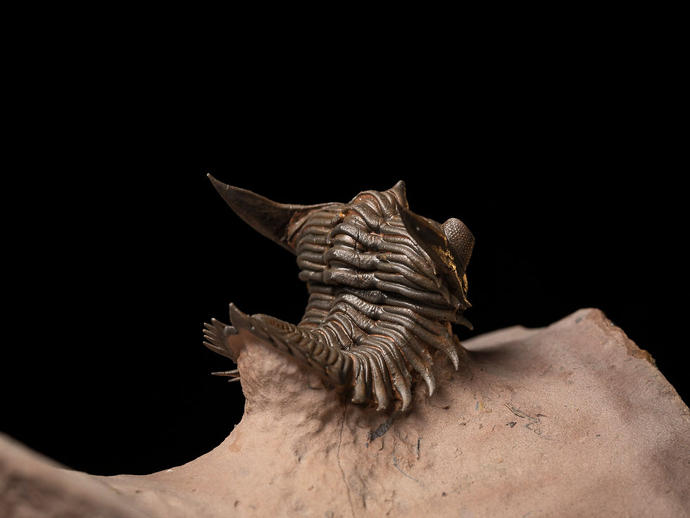 Thumbnail: Asociación Trilobites Devónico Metacanthina issoumourensis & Scabrella sp.