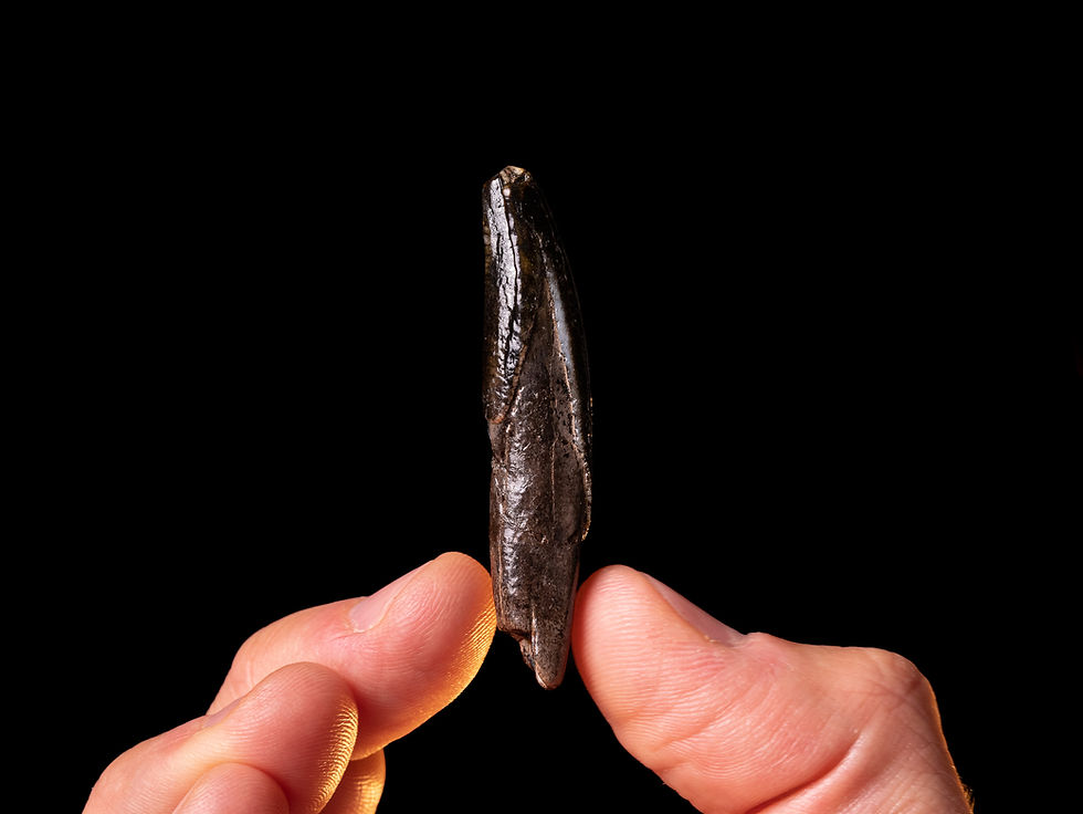 Incisivo inferior fósil de Sus scrofa del Pleistoceno superior procedente de Polonia