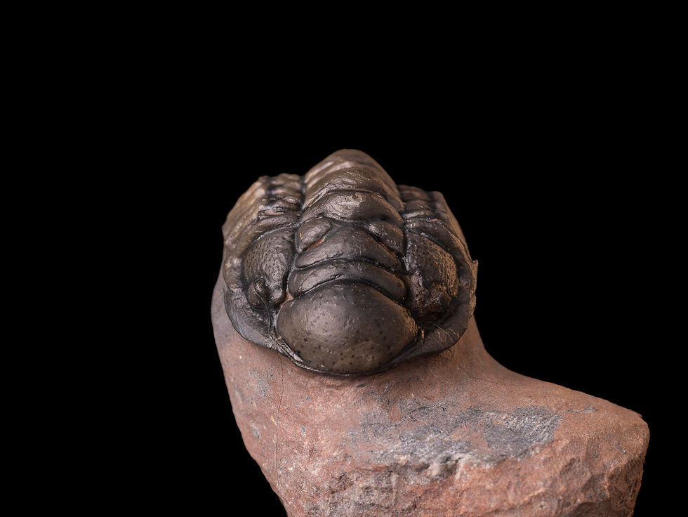 Thumbnail: Trilobite del devónico inferior Cheirurus (Crotalocephalina) gibbus tifletensis