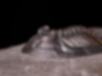 Trilobite del devónico medio Mrakibina cattoi