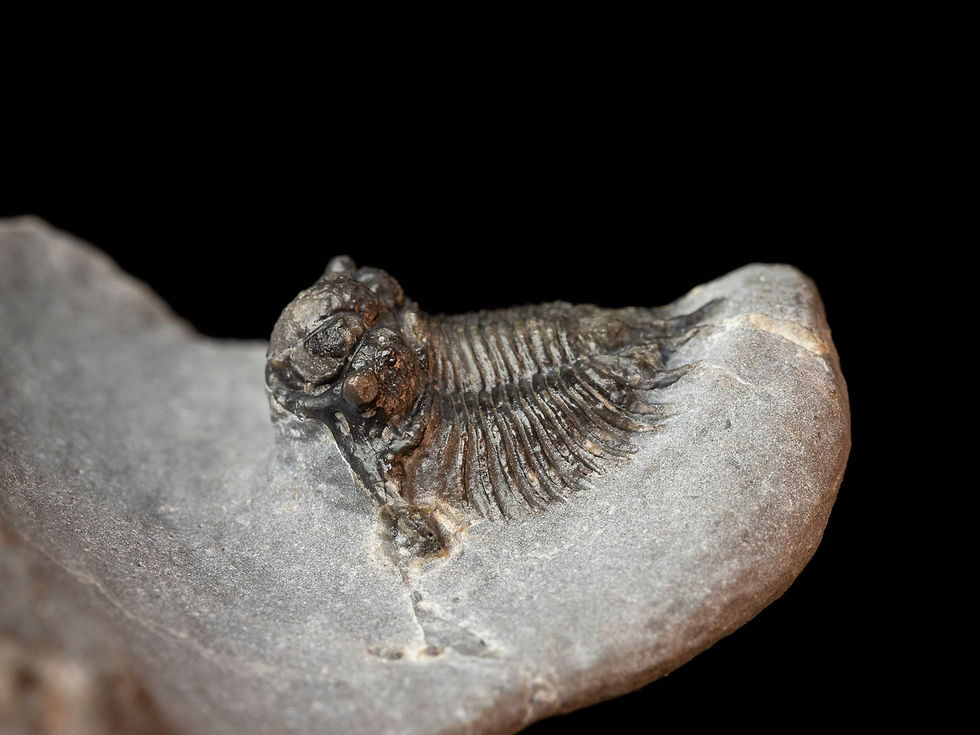 Thumbnail: Triple Acanthopyge (Lobopyge) bassei