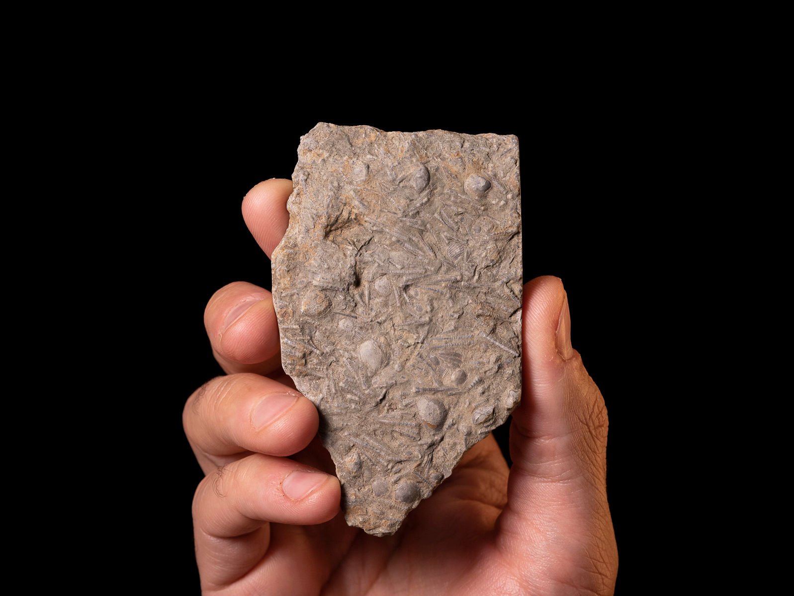 Moluscos del Devónico Punctospirella fragilis & Tentaculites aff. gedinnianus procedentes de Ucrania