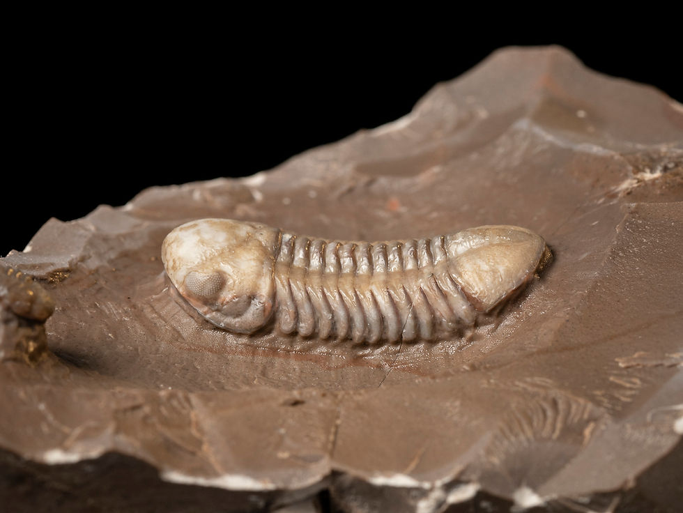 Thumbnail: Trilobites del Devónico medio Struveaspis bignoni procedentes de Jorf