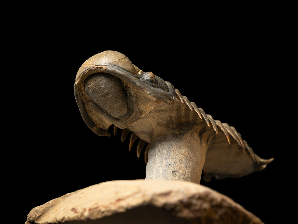 Thumbnail: Trilobite del devónico Crotalocephalus gibbus con asombrosa limpieza