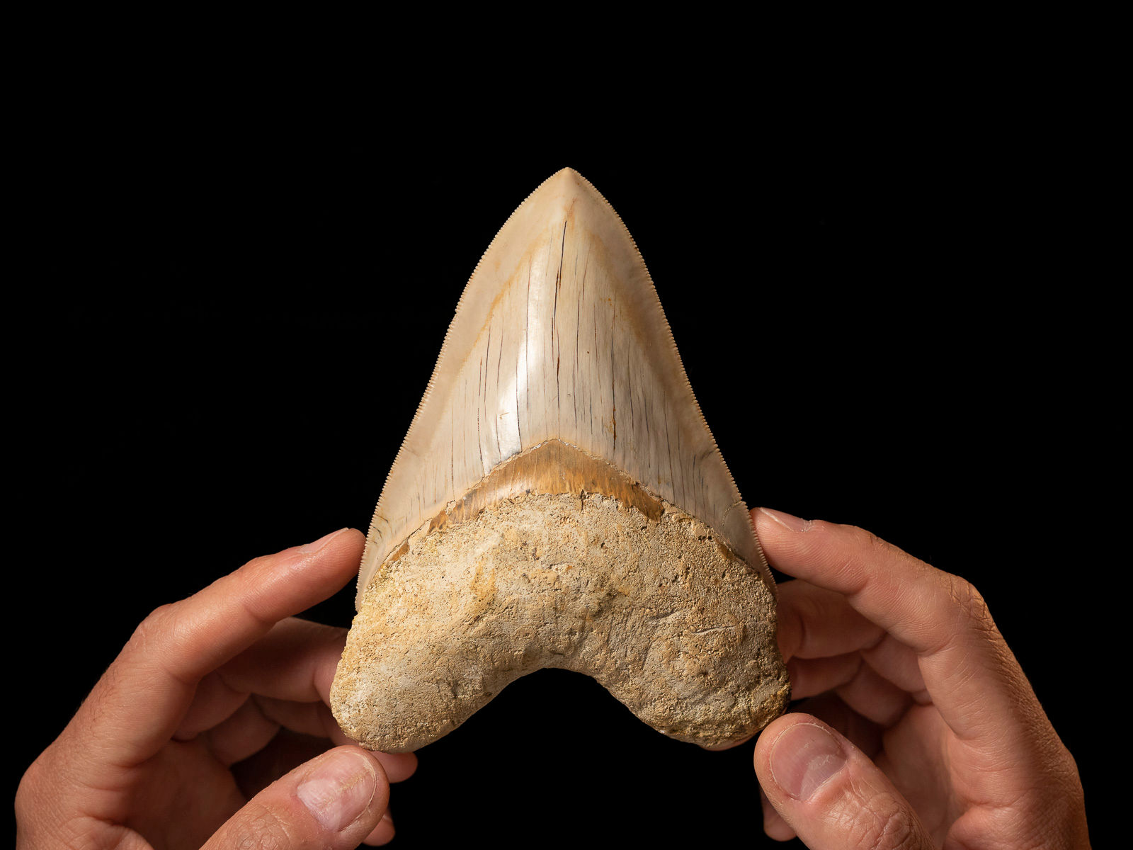 Fotografía frontal diente tiburón megalodon sostenido entre unas manos