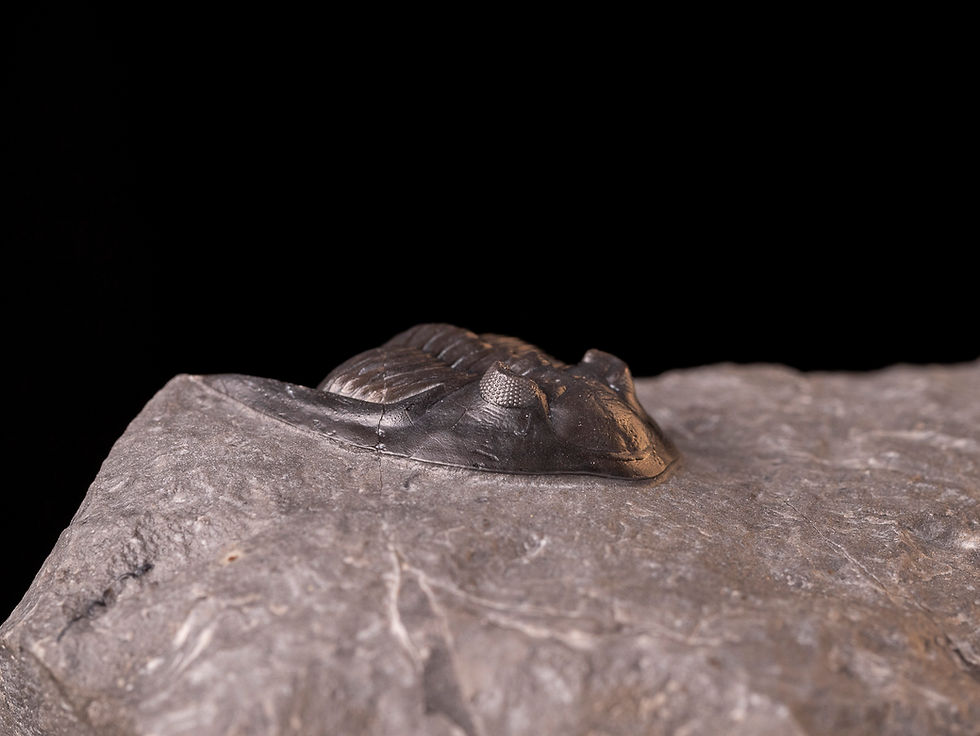 Thumbnail: Trilobite del devónico medio Mrakibina cattoi