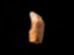 Premolar fósil de mamífero del Pleistoceno Ursus spelaeus | Toptrilos