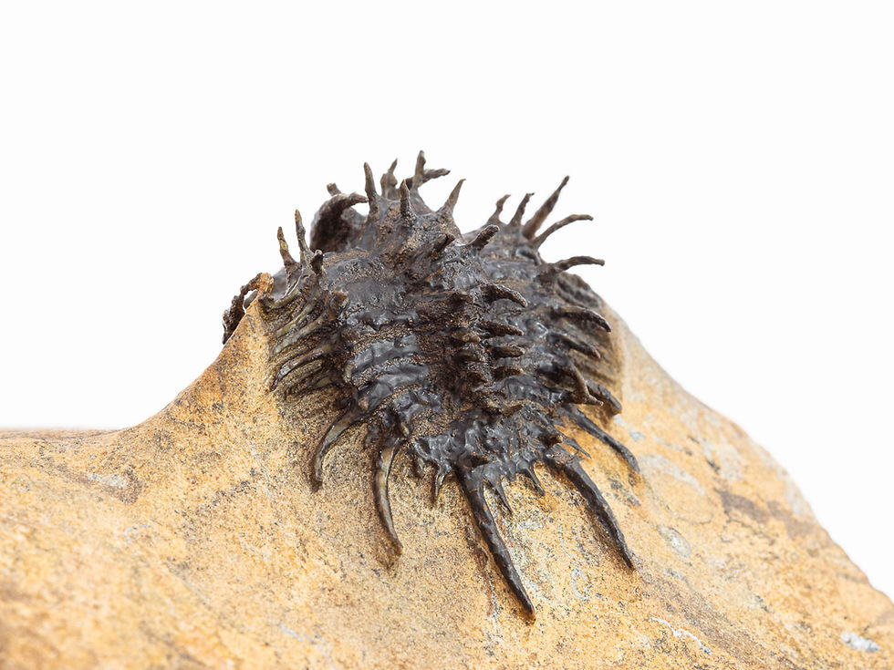 Thumbnail: Proceratocephala sp.