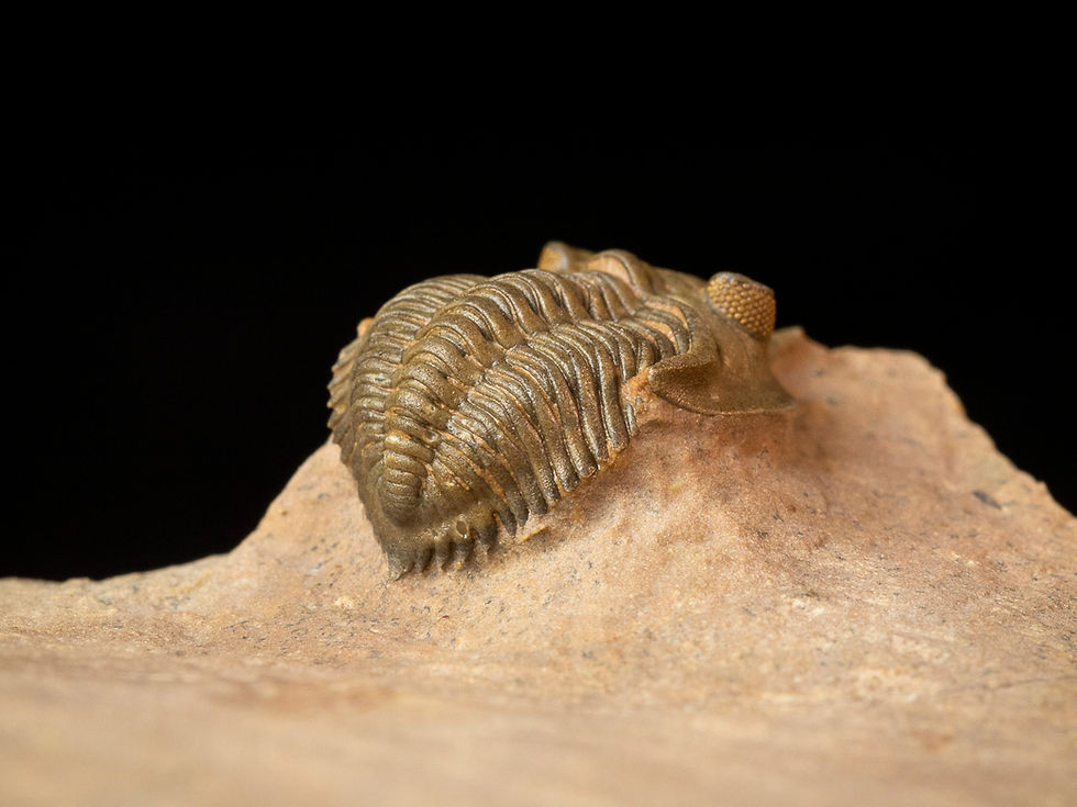 Miniatura: Minicryphaeus (Cryphina) quaterspinosus