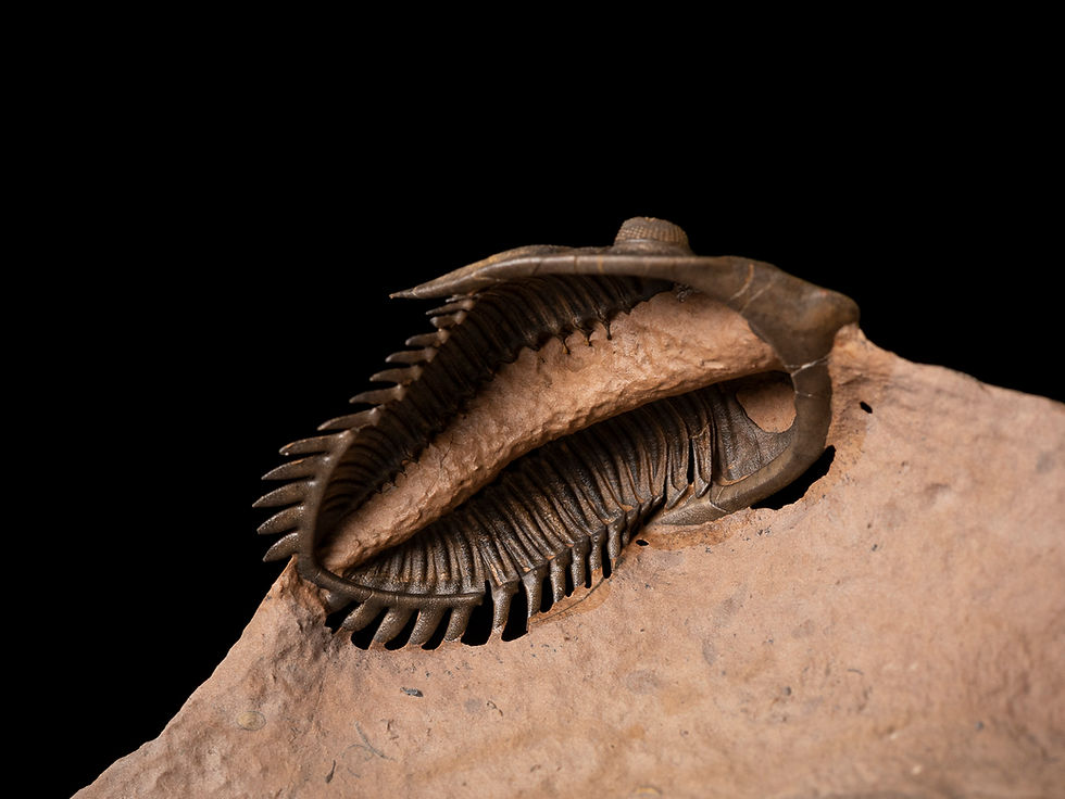 Thumbnail: Limpieza ventral de Trilobite del Devónico Metacanthina issoumourensis