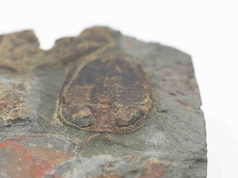 Thumbnail: Bathycheilus sp. with antenna